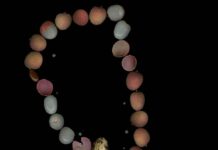 Fly, Robin, Fly / Kulturforum Paris