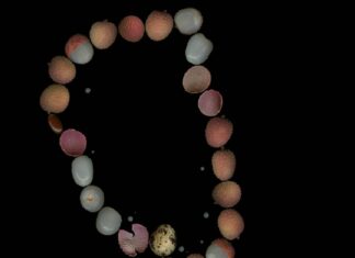 Fly, Robin, Fly / Kulturforum Paris