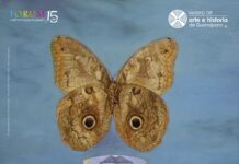 Beyond surrealism / Cultural Forum Mexico City