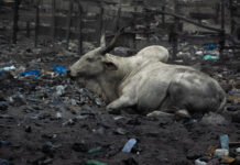 12. Österreichische Kulturtage in Osijek / Kulturforum Zagreb