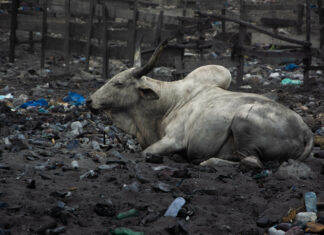 12. Österreichische Kulturtage in Osijek / Kulturforum Zagreb