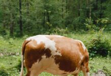 Ausstellung in Laibach / Kulturforum Laibach