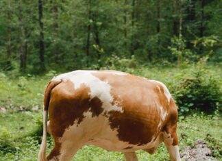 Ausstellung in Laibach / Kulturforum Laibach