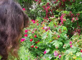 Gustav Klimt und die Rose in seinem Werk / Botschaft Seoul