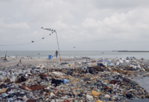 EXOGÈNE – MATTER OUT OF PLACE von NIKOLAUS GEYRHALTER / Kulturforum Paris