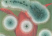 Ausstellung: TOUCH NATURE / Kulturforum New York