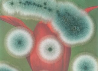 Ausstellung: TOUCH NATURE / Kulturforum New York