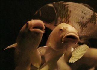 Wolf Suschitzky Photography Prize 2023 / Kulturforum London