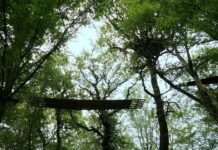 Touch Nature in Istanbul / Kulturforum Istanbul Das Bild zeigt eine Fotografie von einer Holzbrücke zwischen Baumkronen.