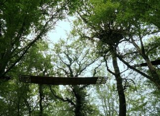 Touch Nature in Istanbul / Kulturforum Istanbul Das Bild zeigt eine Fotografie von einer Holzbrücke zwischen Baumkronen.