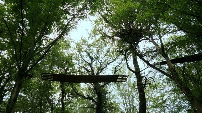 Das Bild zeigt eine Fotografie von einer Holzbrücke zwischen Baumkronen.