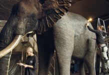 Archiv der Zukunft / Kulturforum Bern Das Bild zeigt Arbeiten im Naturhistorischen Museum Wien. Zwei Präparatorinnen arbeiten an einem Elefanten.