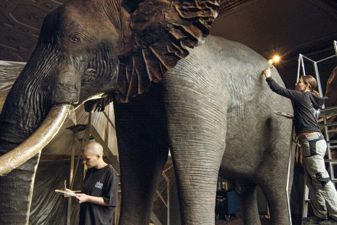 Das Bild zeigt Arbeiten im Naturhistorischen Museum Wien. Zwei Präparatorinnen arbeiten an einem Elefanten.