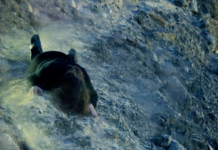 Shaken Grounds / Kulturforum Rom Das Bild zeigt eine Person, die im dunklen Anzug und in Bauchlage auf den Phlegräischen Feldern liegt.