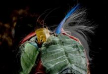 Touch Nature / Kulturforum Wien Bildbeschreibung für Barrierefreiheit Das Bild zeigt einen Kopf, der aus Naturteilen besteht, wie Blätter, Blut, Stein etc. der Künstlerin Margot Pilz mit dem Titel „Restnatur