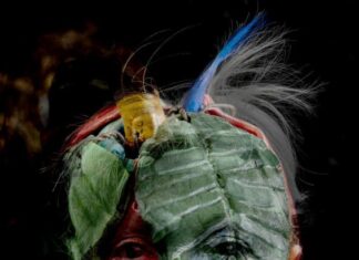 Touch Nature / Kulturforum Wien Bildbeschreibung für Barrierefreiheit Das Bild zeigt einen Kopf, der aus Naturteilen besteht, wie Blätter, Blut, Stein etc. der Künstlerin Margot Pilz mit dem Titel „Restnatur