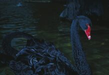 Foto-Ausstellung Manfred Willmann in Mulhouse / Kulturforum Paris Das Bild zeigt einen schwarzen Schwan mit rotem Schabel und Auge auf grünem Wasser.