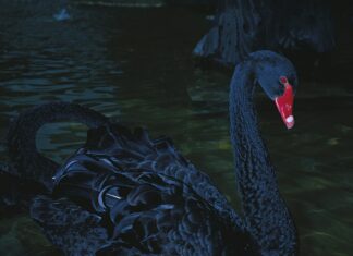 Foto-Ausstellung Manfred Willmann in Mulhouse / Kulturforum Paris Das Bild zeigt einen schwarzen Schwan mit rotem Schabel und Auge auf grünem Wasser.