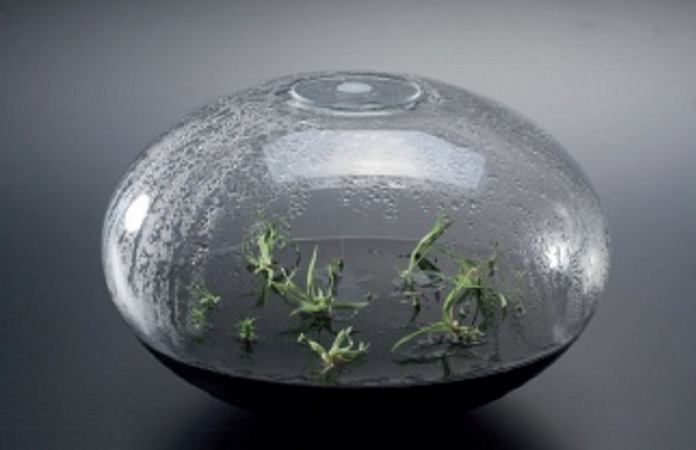 Bild: Sarah Rechberger Das Bild zeigt A-Symbiose von Sarah Rechberger Borosilicate glass, nutrient medium, orchids, paraffin, color orange