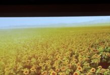 Tanztheater / Botschaft Brasilia Das Bild zeigt einen am Boden sitzenden, von verstreuten Rosenblütenblättern umgegebenen Tänzer vor einer Projektion eines Sonnenblumenfelds.