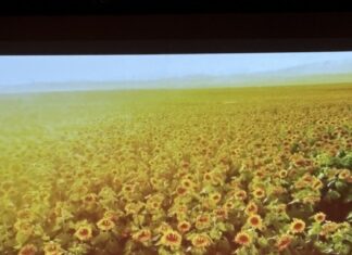 Tanztheater / Botschaft Brasilia Das Bild zeigt einen am Boden sitzenden, von verstreuten Rosenblütenblättern umgegebenen Tänzer vor einer Projektion eines Sonnenblumenfelds.