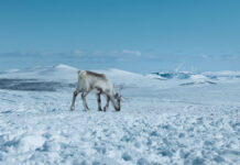 Filme aus Österreich bei BIFED / Kulturforum Istanbul Das Bild zeigt zum Film Scars of Growth ein Bild eines Renntieres in der Eislandschaft.