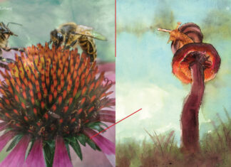 Verzaubert von der Natur / Kulturforum Bratislava Die Bilder von Tereza Bird und Dominik Linhard zeigen jeweils eine Blume, die von Bienen bestäubt wird sowie eine Schnecke, die auf einem Pilz Platz genommen hat.