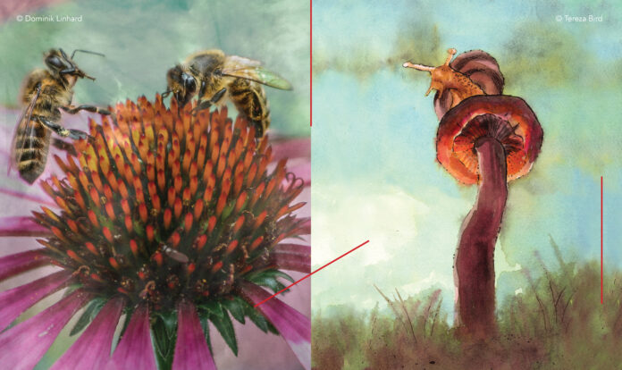 Die Bilder von Tereza Bird und Dominik Linhard zeigen jeweils eine Blume, die von Bienen bestäubt wird sowie eine Schnecke, die auf einem Pilz Platz genommen hat.